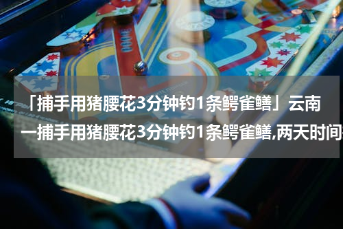 「捕手用猪腰花3分钟钓1条鳄雀鳝」云南一捕手用猪腰花3分钟钓1条鳄雀鳝,两天时间擒获4条,为何会这么...