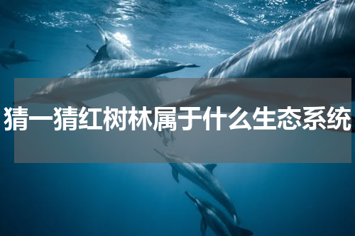 猜一猜红树林属于什么生态系统